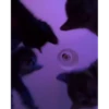 meow😺 8