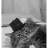 meow😺 9