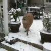 Capibara 1 MOV 13