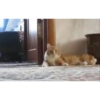 Ignacio Video Steal Pack 13