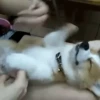 SleepenDogs 19