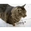 VideoCats 7