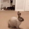Conejo 2 7