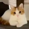 Kittens 11