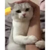 meow😺 10