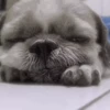 SleepenDogs 21