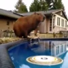 Capibara 1 MOV 15