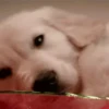 SleepenDogs 22