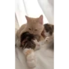 Cute Kitty pack 15