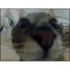 VideoCats 8