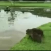 Capibara 1 MOV 16