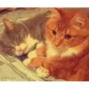 Cute Kitty pack 16