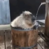 Capibara 1 MOV 17