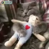 meow😺 12