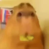 Capibara 1 MOV 18