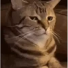 VideoCats 9