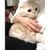 Cute Kitty pack 17