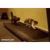 VideoCats 11