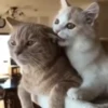 Cute Kitty pack 18