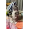 Cute Kitty pack 19