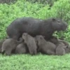 Capibara 1 MOV 19
