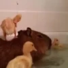 Capibara 1 MOV 20