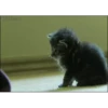 VideoCats 14