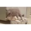 Cute Kitty pack 20