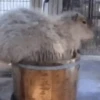Capibara 1 MOV 21