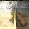 Capibara 1 MOV 22