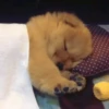 SleepenDogs 24