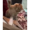 Cute Kitty pack 23