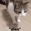 VideoCats 15