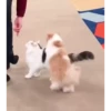 videocat 23
