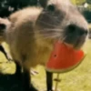 Capibara 1 MOV 23