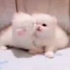 Cute kitty 🐱 ❤💕 22