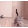 Ignacio Video Steal Pack 23