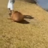 Capibara 1 MOV 24