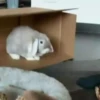 Conejo 2 17