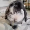 Conejo 2 18