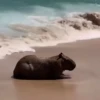 Capibara 1 MOV 25