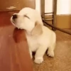 SleepenDogs 26