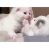😸Kitten 2 گوربه😸 @SharedNewFolder 21