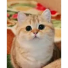 meow😺 20