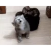 Ignacio Video Steal Pack 27