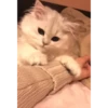 Cute Kitty pack 24