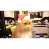 Gatitos Navideños 7