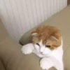 Cute Kitty pack 25