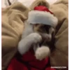 Gatitos Navideños 8