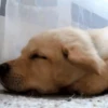 SleepenDogs 27